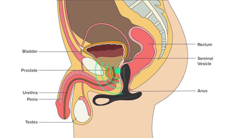 Effective and discreet prostate massager for solo or couples play"